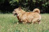 NORWICH TERRIER 098